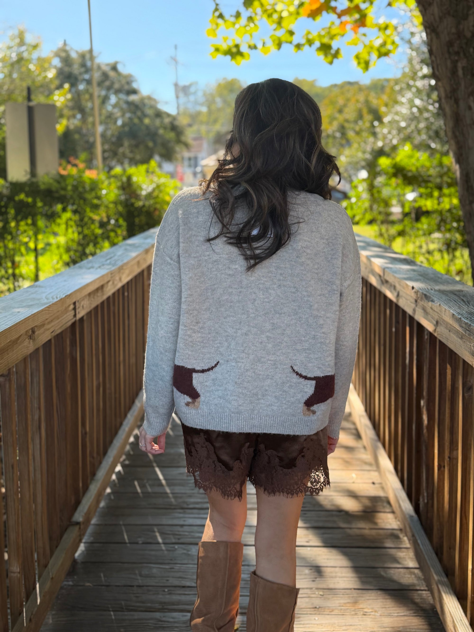 Dachshund Cardigan